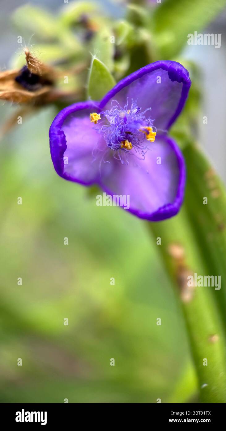 Tradenscatia (Virginia spiderwort) foto macro di fiori viola. Un primo piano di un piccolo fiore blu-viola. - Immagine stock catturata con smartphone