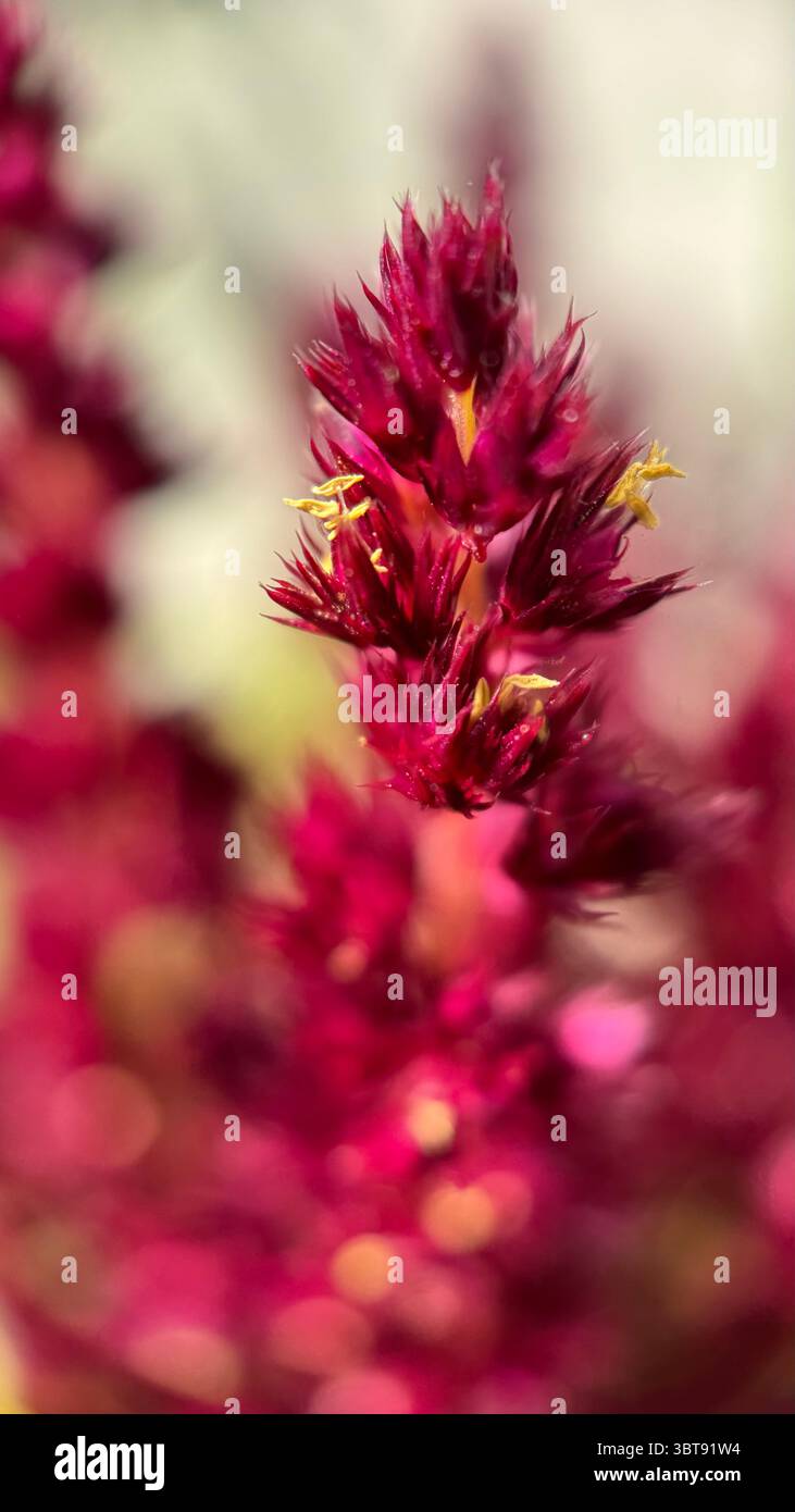 Macro fotografia di fiori di amaranto rosso. - Immagine stock catturata con smartphone