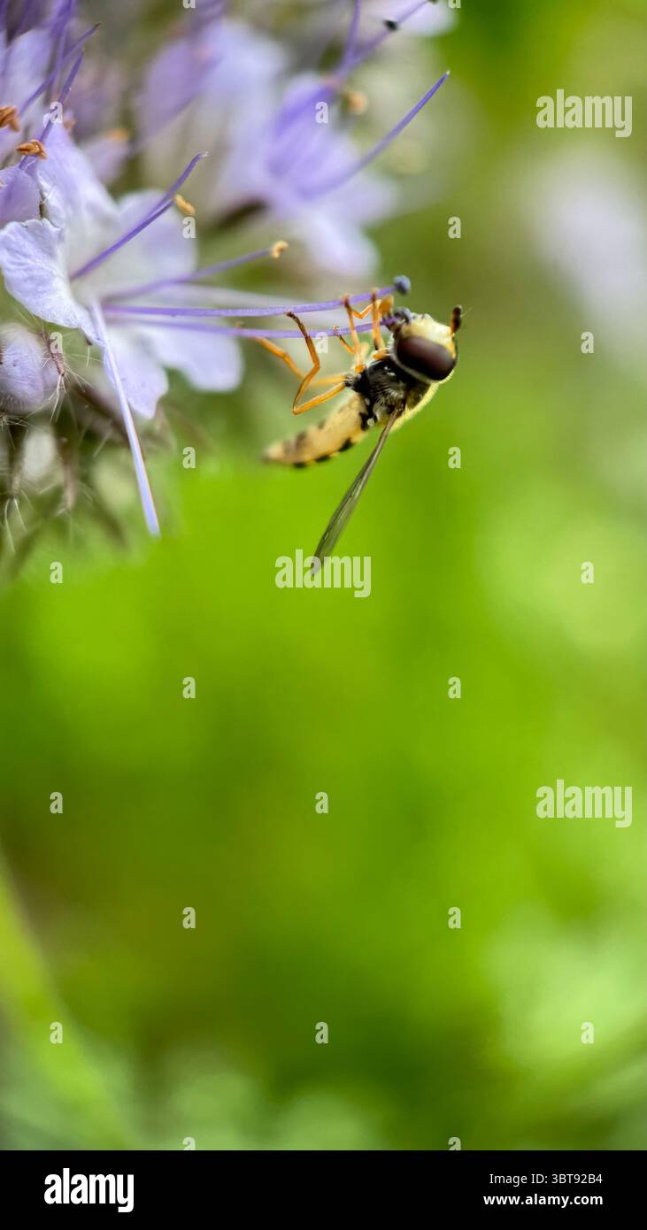 L'hoverfly di colore nero e giallo che coglie una macro fotografia floreale. - Immagine stock catturata con smartphone