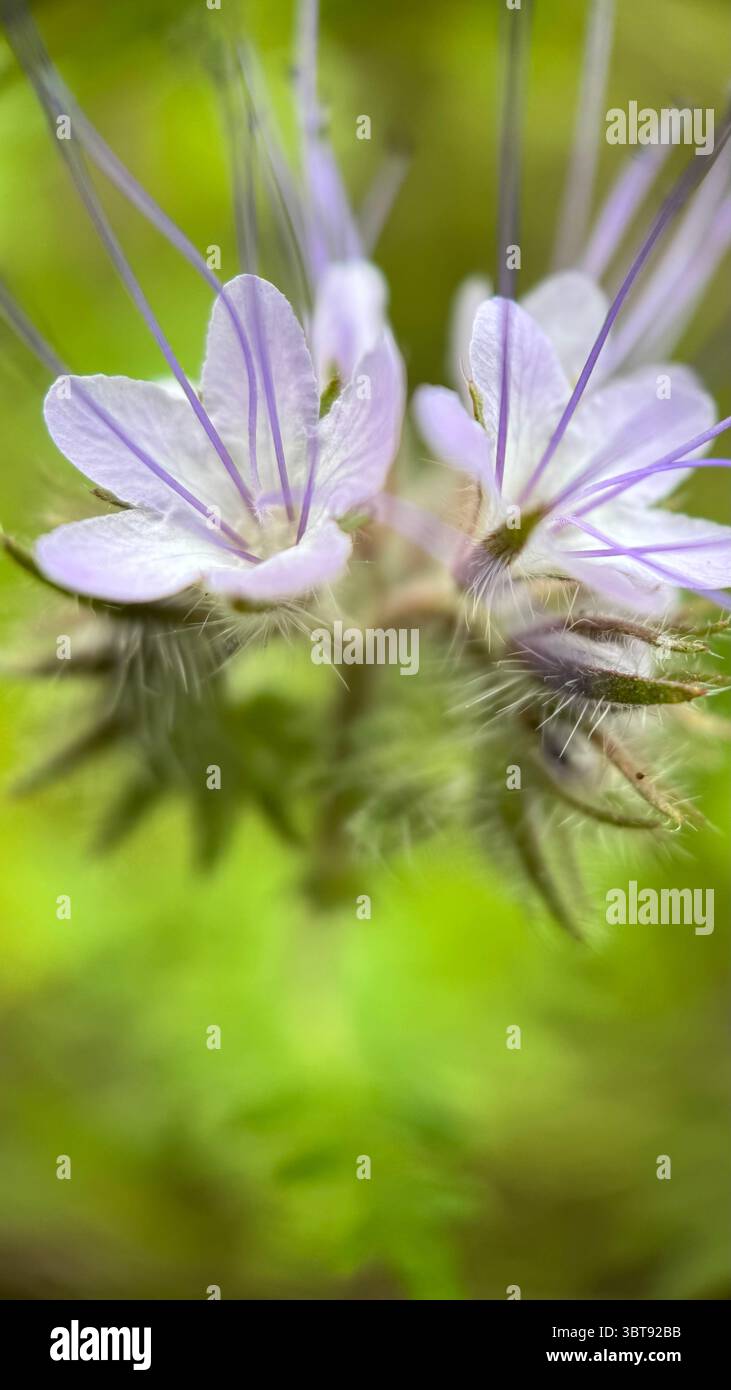 Fotografia macro con fiori viola chiaro Lacy Phacelia. Un primo piano di fiori viola. Foto Stock