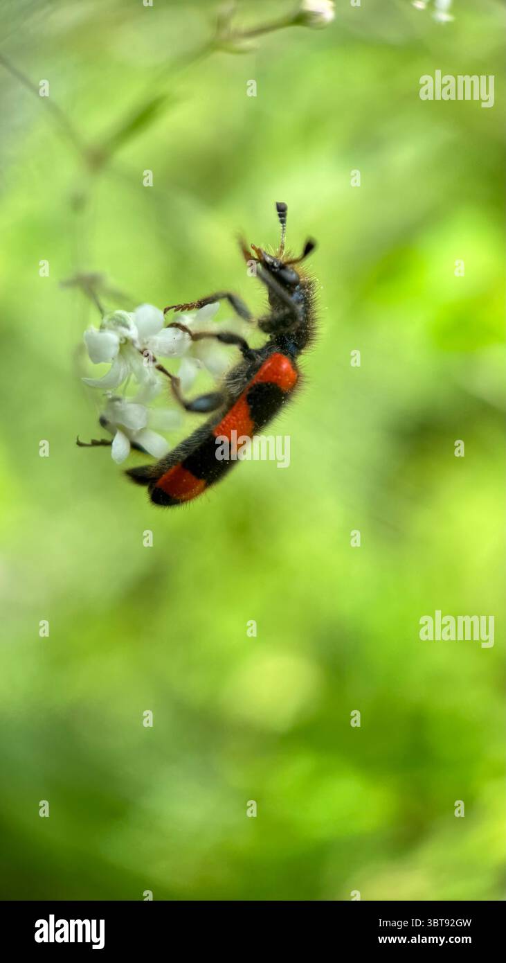 Macro fotografia di coleotteri da mangiare. Foto Stock
