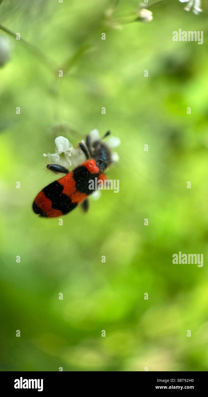 Macro fotografia di coleotteri da mangiare. Foto Stock