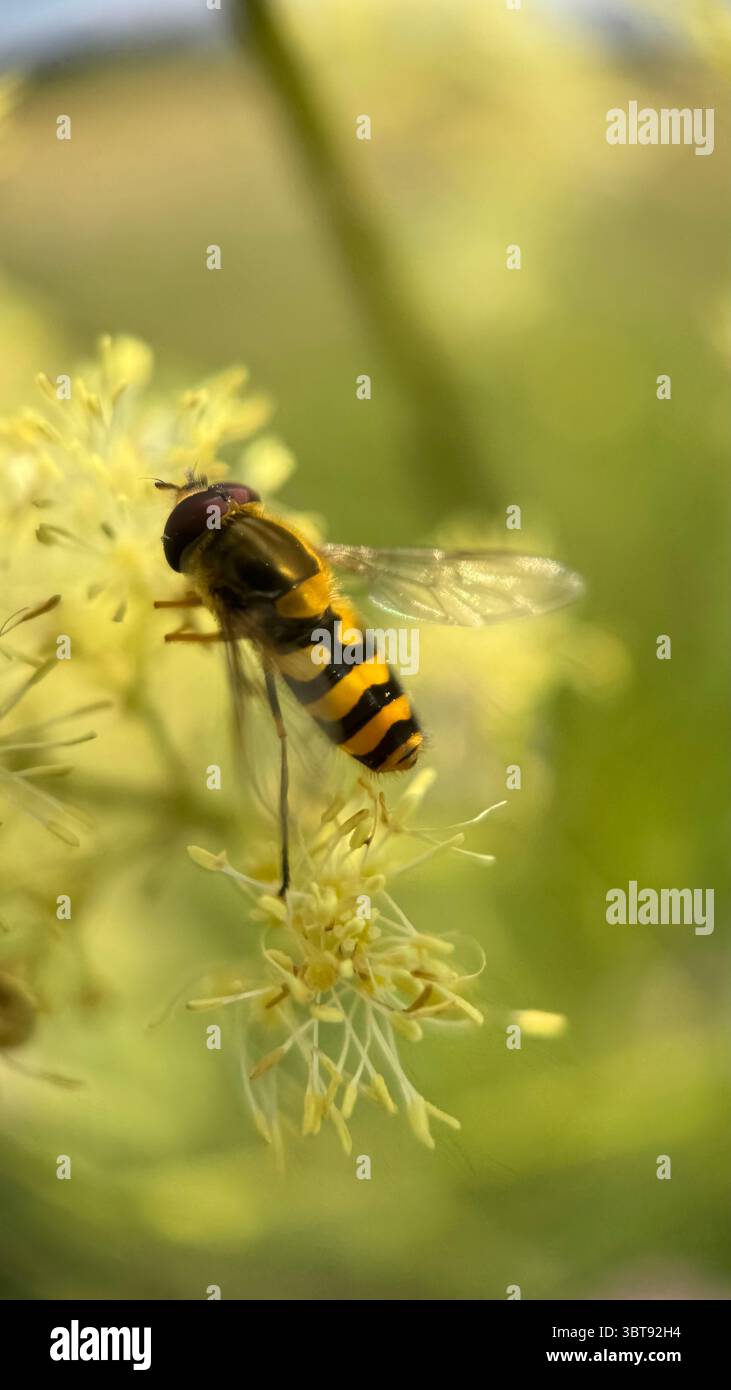 L'hoverfly di colore nero e giallo che coglie una macro fotografia floreale. - Immagine stock catturata con smartphone