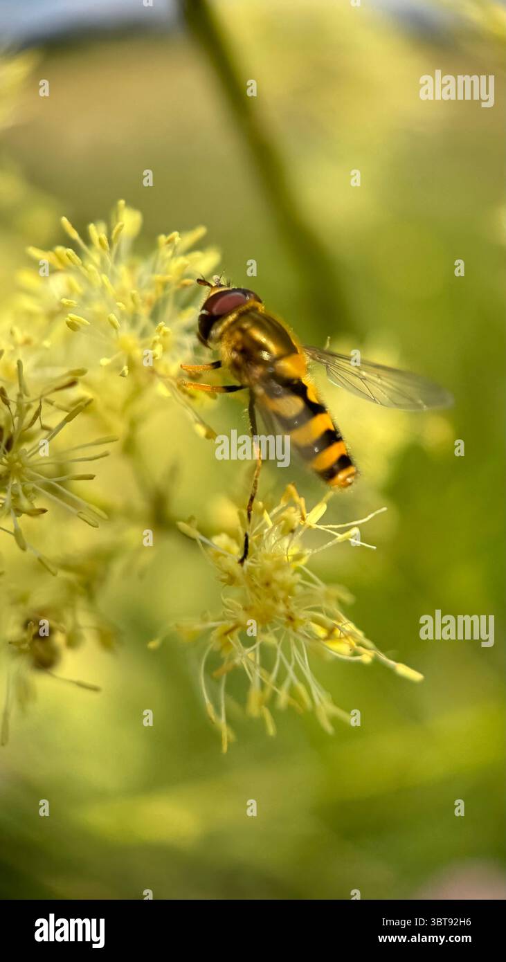L'hoverfly di colore nero e giallo che coglie una macro fotografia floreale. - Immagine stock catturata con smartphone