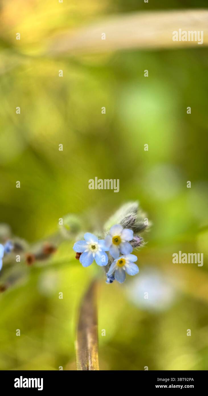Fotografia macro Blue Forget-me-Not Flowers. Un primo piano di piccoli fiori blu. Foto Stock