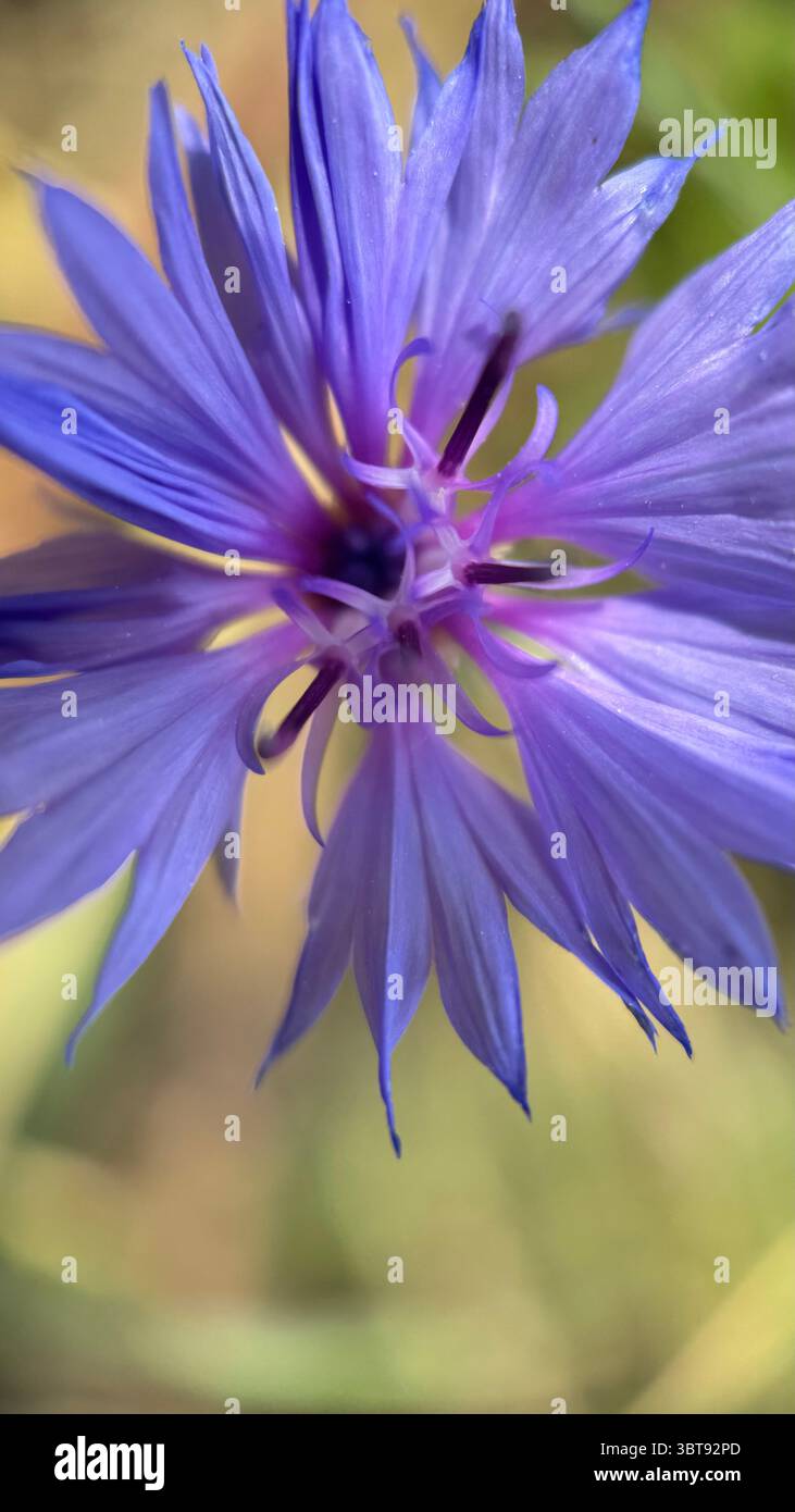 Foto macro del centro del fiordaliso viola. Primo piano dettagliato dei petali. - Immagine stock catturata con smartphone