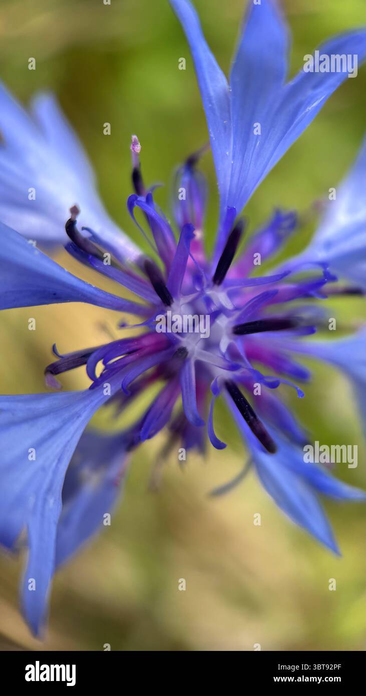 Foto macro del centro del fiordaliso viola. Primo piano dettagliato dei petali. - Immagine stock catturata con smartphone