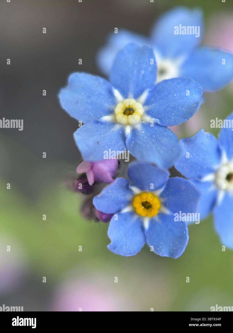Fotografia macro Blue Forget-me-Not Flowers. Un primo piano di piccoli fiori blu. Foto Stock