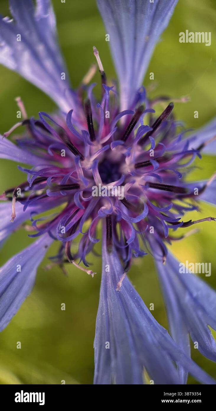 Foto macro del centro del fiordaliso viola. Primo piano dettagliato dei petali. - Immagine stock catturata con smartphone