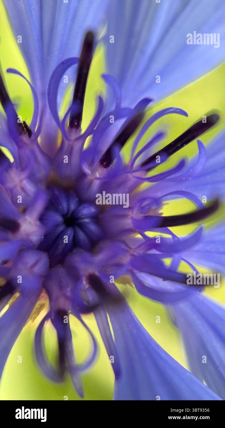 Foto macro del centro del fiordaliso viola. Primo piano dettagliato dei petali. - Immagine stock catturata con smartphone