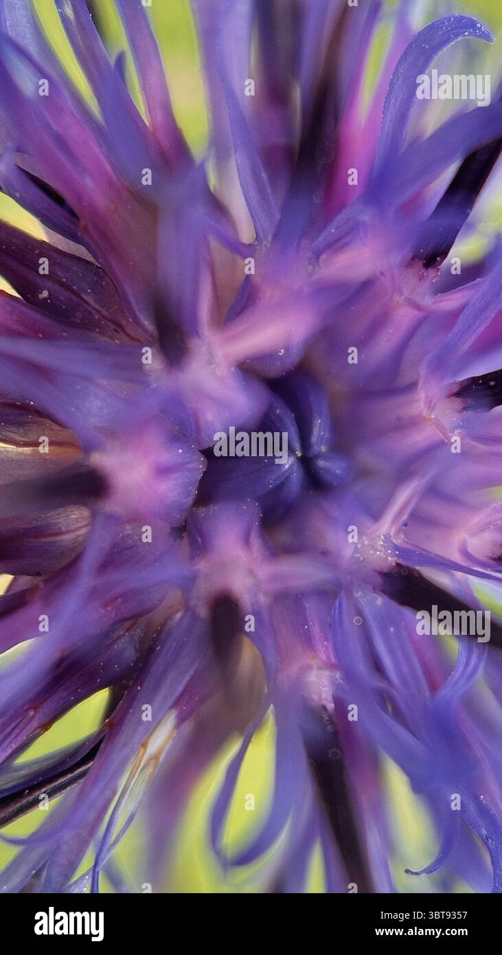 Foto macro del centro del fiordaliso viola. Primo piano dettagliato dei petali. - Immagine stock catturata con smartphone
