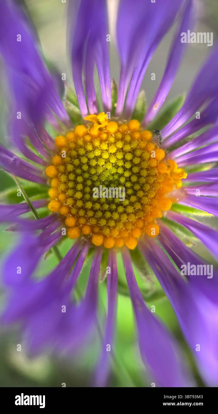 Fotografia macro con margherita blu e fiori viola. Un primo piano di un aster alpino. Foto Stock