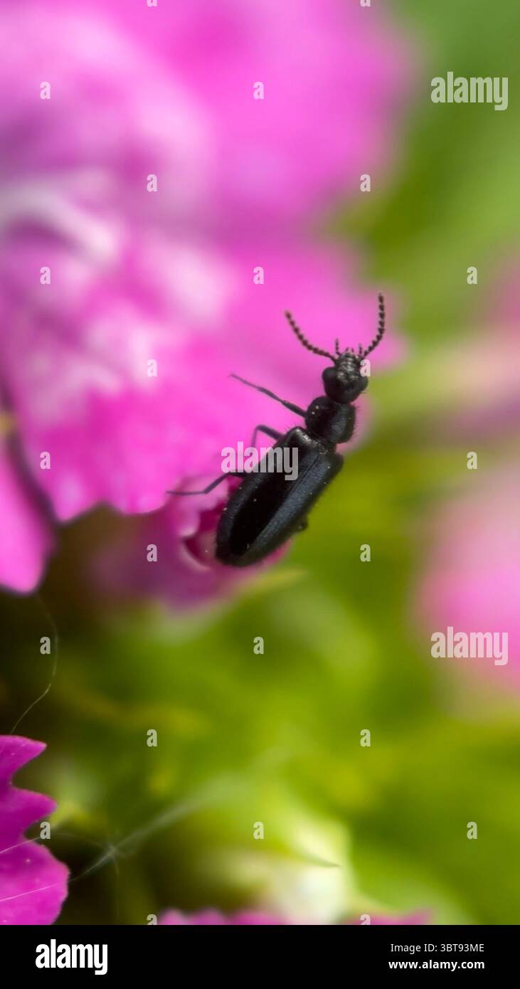 Fotografia macro Black Blister Beetle. Foto Stock