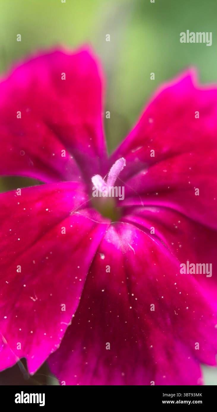 Fotografia macro del fiore rosa (Dianthus). I petali di fiori rosa si avvicinano. Foto Stock