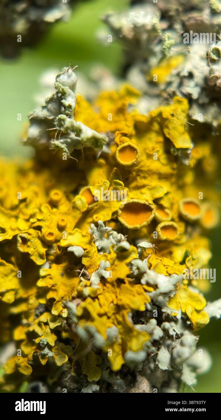 Licheni gialli che crescono su una macro fotografia di corteccia d'albero. Un primo piano di un lichene giallo brillante e arancione. Foto Stock