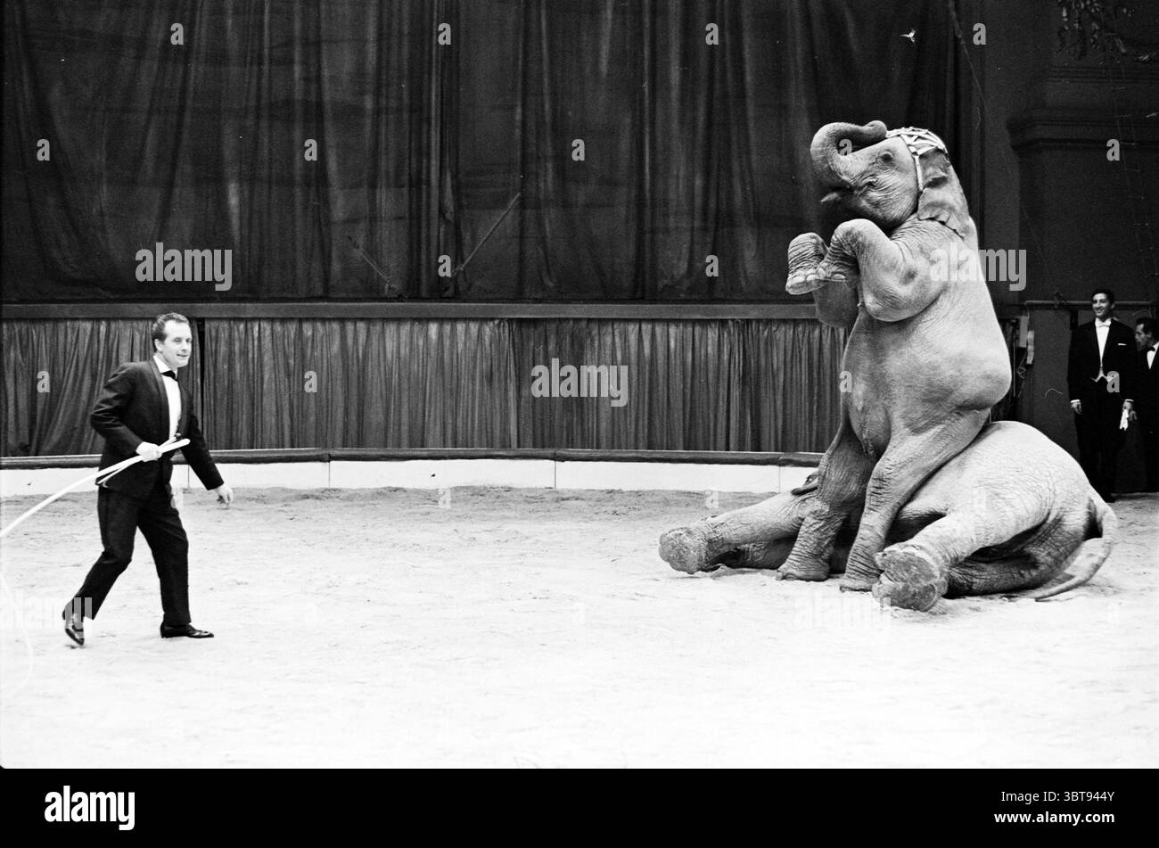 Circus Althoff Circus, Whizgle News, Dutch Desk, Paesi Bassi, 1950 - 2000 on 28-12-1962. Questi sono gli elementi dell'immagine. Al centro di una spaziosa arena, un grande anello circolare è circondato da una parete bassa, con un pavimento liscio e sabbioso che suggerisce un'atmosfera da circo. Lo sfondo presenta una tenda morbida che si avvolge, possibilmente in rosso intenso o Bordeaux, creando uno sfondo spettacolare su cui si svolge la scena. Due elefanti dominano il campo visivo; uno è eretto sulle zampe posteriori, mostrando chiaramente la sua forza e allenamento, mentre un altro elefante giace in parte Foto Stock