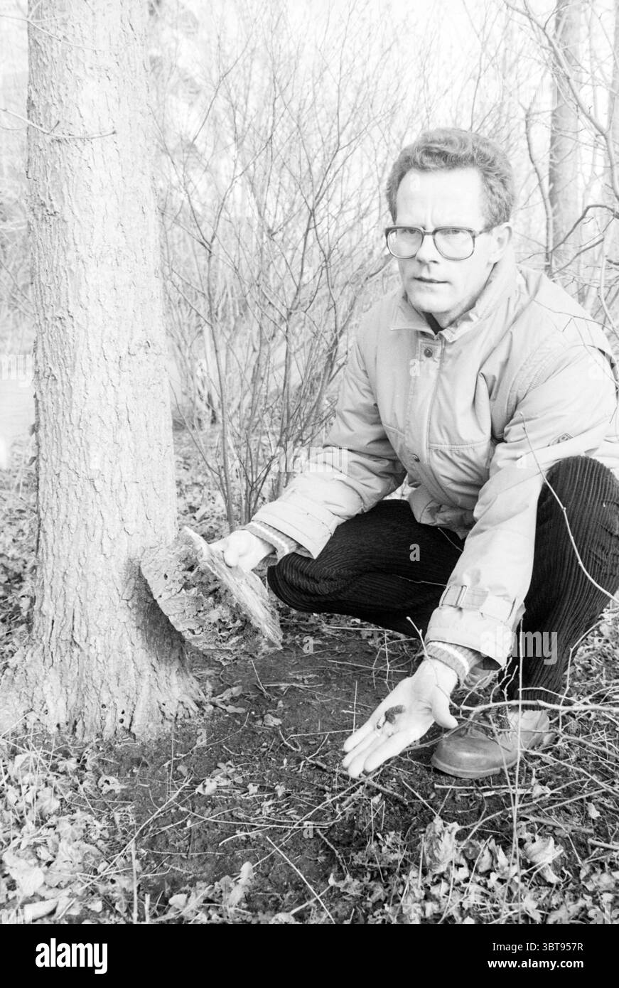 Sig. Gulik Wood and Parks Service for affected Trees, Whizgle News, Dutch Desk, Paesi Bassi, 1950 - 2000 il 19-02-1988. Questi argomenti sono mostrati nell'immagine. In una zona boscosa, un uomo è accovacciato vicino alla base di un albero. Sembra essere alla fine degli anni quaranta, vestito con una giacca di colore chiaro con un collo alto, completato da pantaloni scuri e scarpe robuste. La sua espressione è seria, suggerendo che è concentrato sul compito che sta svolgendo. Il tronco dell'albero è strutturato e ruvido, mostrando la complessità della sua corteccia. Una sezione dell'albero sembra avere qualche corteccia che si stacca o è stata rimossa, rivelare Foto Stock