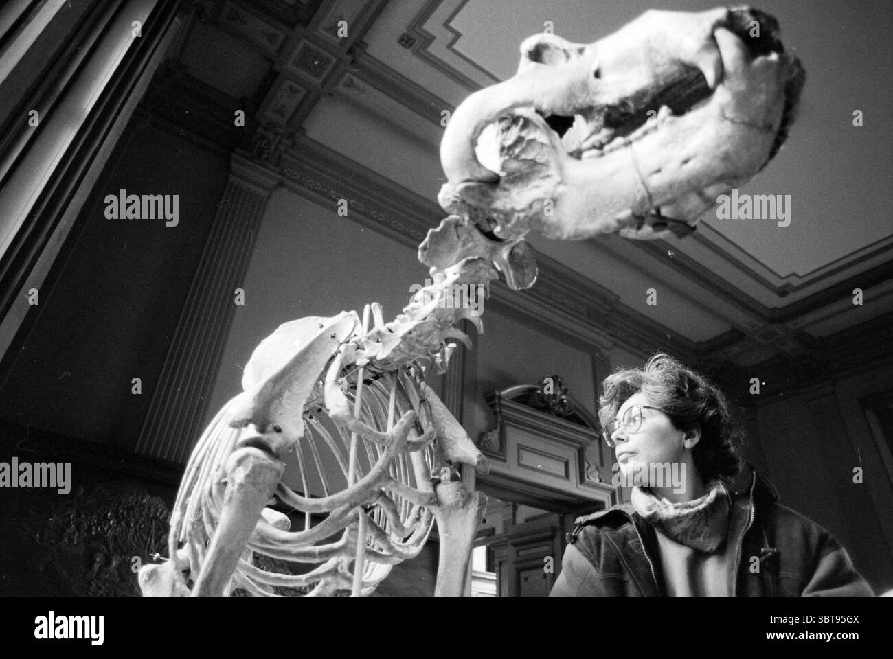 Sig.ra Dorenstouter Teylers, Whizgle News, Dutch Desk, Paesi Bassi, 1950 - 2000 al 30-09-1993. L'immagine include questi argomenti. In un interno scarsamente illuminato, un'impressionante figura scheletrica occupa il centro della scena, catturando l'attenzione con la sua complessa struttura ossea. I resti scheletrici di un animale, probabilmente un cane grande o una creatura simile, sono disposti in modo da suggerire sia curiosità che riverenza. Le ossa sono di colore bianco chiaro e biancastro, in netto contrasto con gli sfondi più scuri della stanza. A lato, un individuo è seduto, aggiungendo un elemento umano alla scena. La loro faccia è in parte Foto Stock