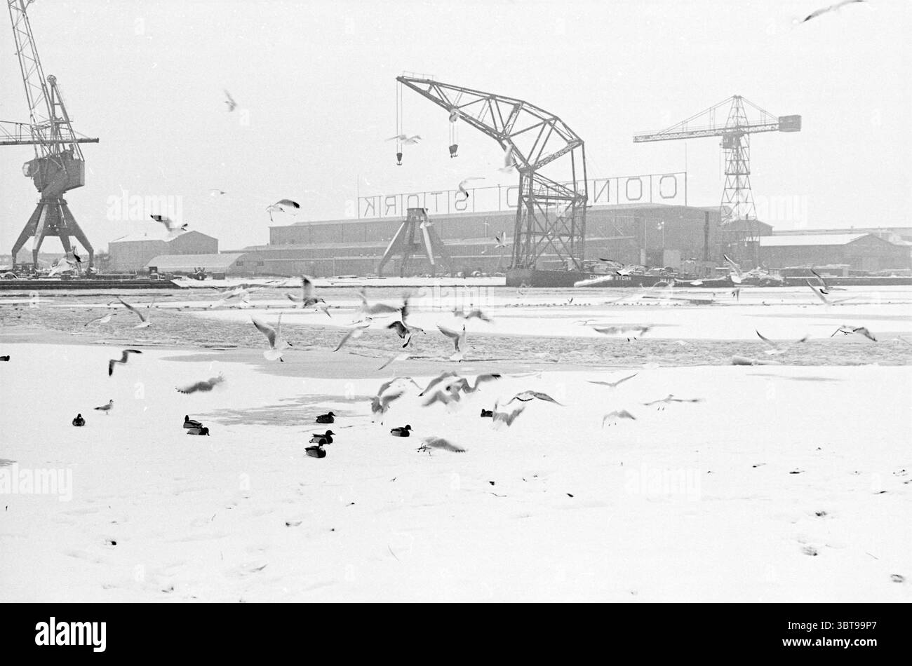 Uccelli e anatre cercano cibo in inverno., Whizgle News, Dutch Desk, Paesi Bassi, 1950 - 2000. L'immagine contiene questi argomenti. La scena presenta un paesaggio aspro e invernale dominato da una tavolozza tenue di grigi e bianchi, suggerendo un giorno coperto. Uno spesso strato di neve ricopre il terreno, ammorbidendo i bordi delle strutture industriali sullo sfondo. In primo piano, un gruppo di anatre si abbraccia su una piccola striscia di acqua esposta, le loro forme scure e contrastanti che aggiungono profondità all'ambiente altrimenti monocromatico. Sopra di loro, una raffica di uccelli cattura l'occhio, la loro ala Foto Stock
