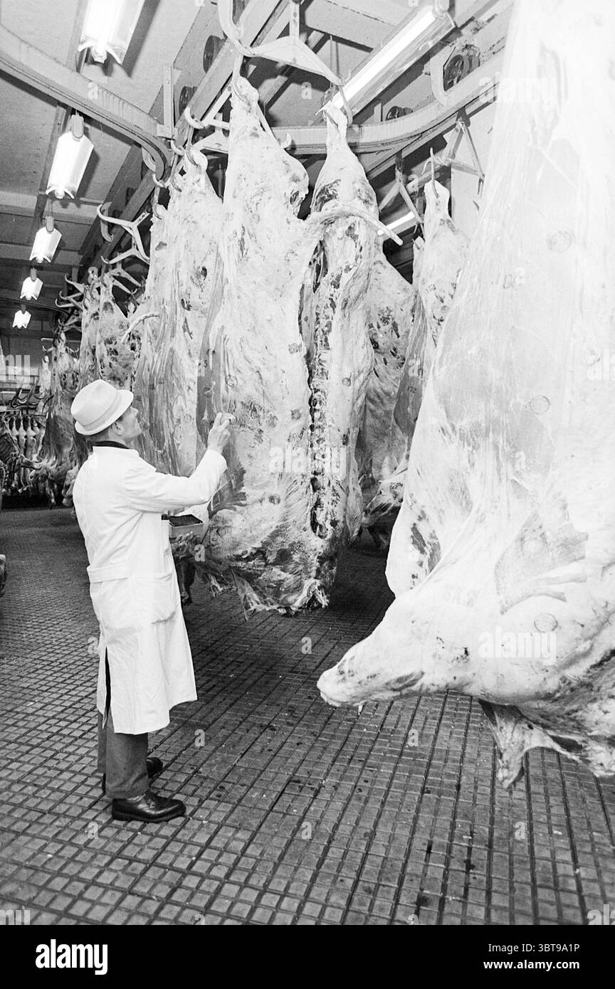 Macellaio ispeziona le carcasse di maiale, Whizgle News, Dutch Desk, Paesi Bassi, 1950 - 2000 nel 1972. Questi sono gli elementi dell'immagine. In questa scena, gli individui con camici bianchi sono impegnati in lavori all'interno di un grande spazio industriale che suggerisce un impianto di lavorazione della carne. L'ambiente è dominato da una serie di carcasse sospese, ciascuna sospesa da ganci sospesi. Queste carcasse presentano una tonalità pallida, che crea un netto contrasto con il pavimento grigio in cemento. L'ambiente è caratterizzato da un'illuminazione funzionale, con tubi fluorescenti che illuminano l'area, creando un'atmosfera luminosa e clinica Foto Stock