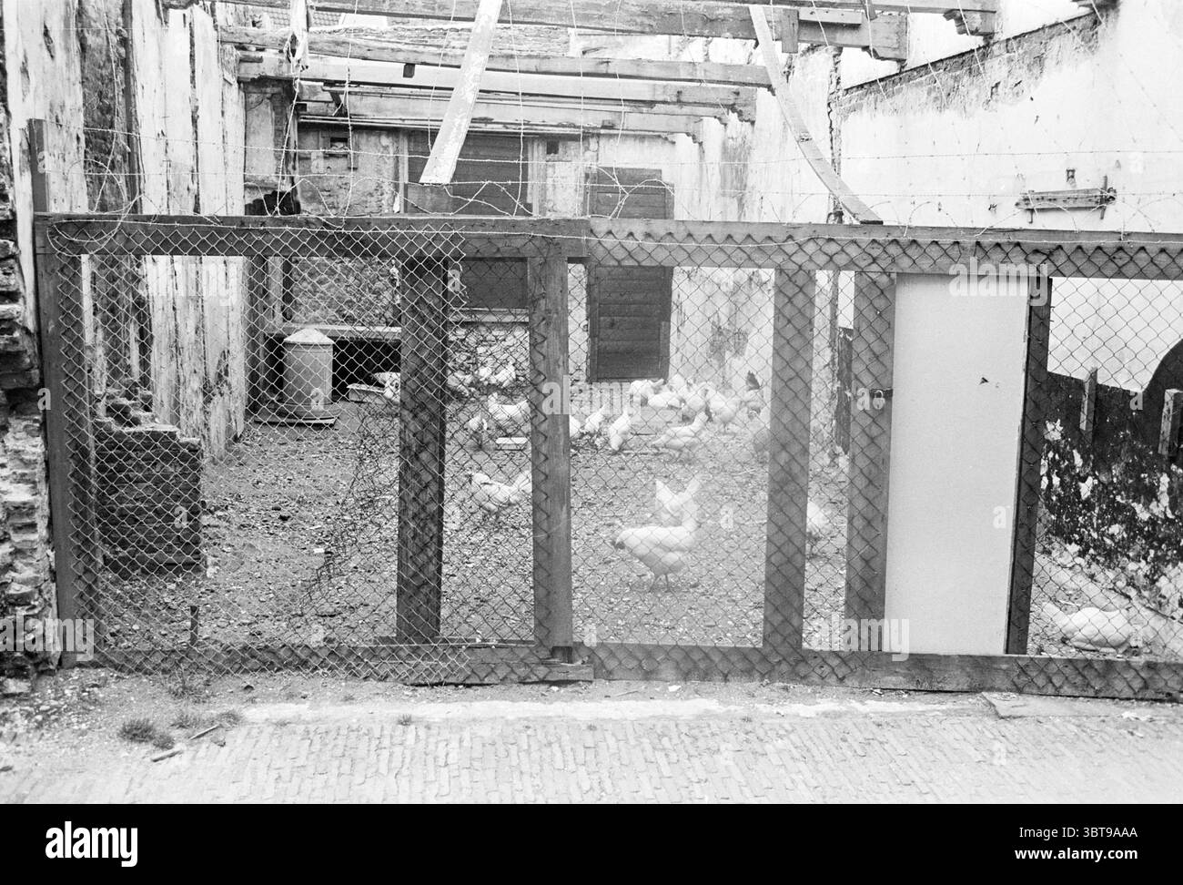 Allevamento di polli in animali domestici demoliti, Whizgle News, Dutch Desk, Paesi Bassi, 1950 - 2000 il 22-06-1971. L'immagine contiene questi argomenti. La scena presenta un'area rustica e chiusa che ricorda un vecchio cortile o un cortile. Il terreno è irregolare, con macchie sparse di sporcizia e alcune piante sparse, che rivelano segni di usura e abbandono. Una recinzione metallica confina con lo spazio, la sua rete è un po' arrugginita, aggiungendo un senso di età e abbandono. All'interno del recinto, un branco di polli è sparso, le loro piume un mix di bianco e marrone chiaro, creando un contrasto morbido contro la tonnellata più spuriera Foto Stock