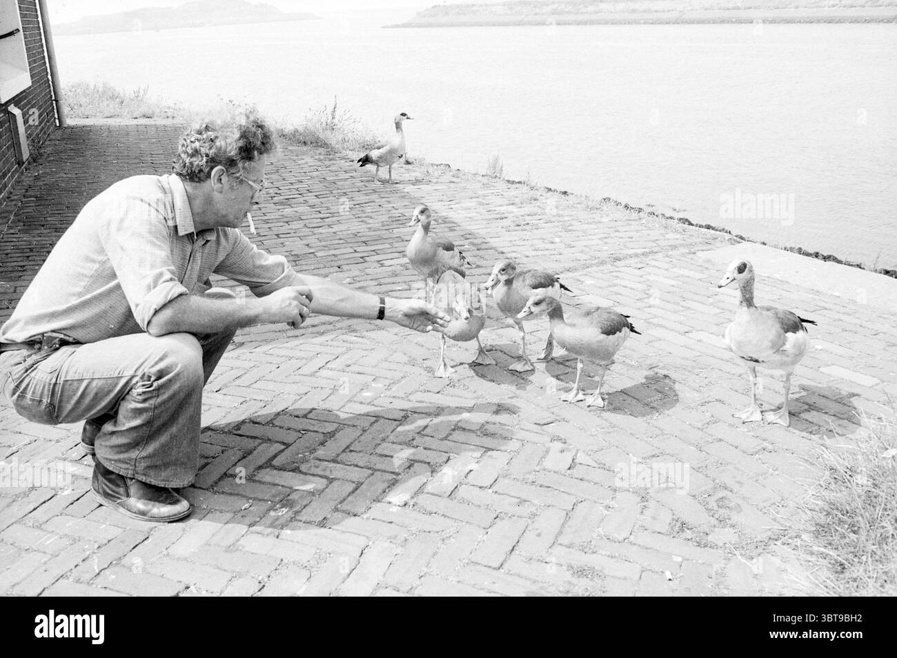 Dare da mangiare alle oche egiziane Sluis Island IJmuiden Animals IJmuiden Paesi Bassi, Whizgle News, Dutch Desk, Paesi Bassi, 1950 - 2000 il 25-07-1985. L'immagine mostra questi argomenti. La scena cattura un momento tranquillo vicino al bordo dell'acqua, dove un uomo si inginocchia su un sentiero in mattoni a motivi geometrici. È impegnato con un piccolo gruppo di anatre, inclinato in avanti con una postura invitante. L'abbigliamento dell'uomo è casual; indossa una camicia di colore chiaro e pantaloni scuri, riflettendo un comportamento rilassato. I suoi capelli ricci aggiungono un elemento di carattere al suo aspetto. Le anatre, con le loro caratteristiche distinte, attirano l'attenzione Foto Stock