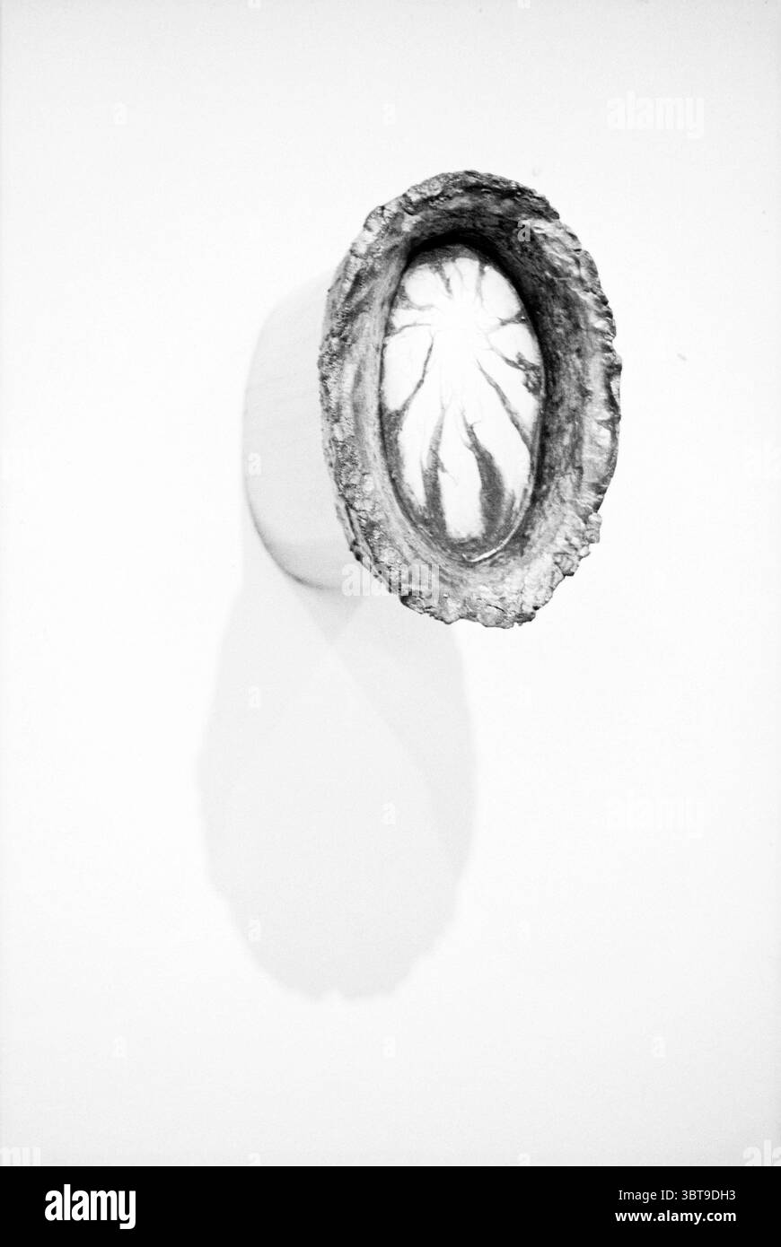 Art Acquisition Municipality, Whizgle News, Dutch Desk, Paesi Bassi, 1950 - 2000 il 16-02-1995. L'immagine include questi argomenti. La scena presenta un sorprendente oggetto tridimensionale montato su una parete bianca incontaminata. L'oggetto ha una forma ovale con un bordo esterno ruvido e ruvido che ricorda quasi un guscio naturale o una pietra. La sua superficie ricorda i materiali organici, con una miscela di grigi e toni tenui, suggerendo una qualità terrosa. All'interno della forma ovale, è presente una superficie liscia e riflettente che contrasta nettamente con l'esterno robusto. L'area interna presenta un aspetto discreto Foto Stock