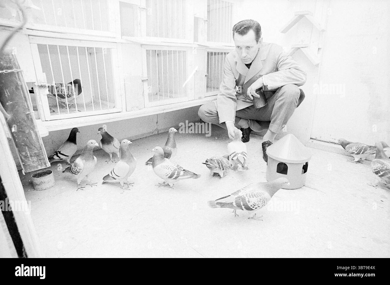 Zegwaard Pigeon Fancier Persons, Whizgle News, Dutch Desk, Paesi Bassi, 1950 - 2000 il 24-01-1974. Questi argomenti sono mostrati nell'immagine. Un uomo con una tuta grigia accovacciato in uno spazio scarsamente illuminato, interagendo con un gregge di piccioni sparso intorno a lui. L'ambientazione sembra essere una voliera interna o un piccolo santuario ornitologico, caratterizzato da gabbie di legno che fiancheggiano le pareti, ciascuna sezione contenente almeno un piccione. La luce è morbida e diffusa, creando un'atmosfera tranquilla. L'uomo ha un'espressione concentrata, attirando l'attenzione sul suo legame con gli uccelli. Estende la mano, per Foto Stock