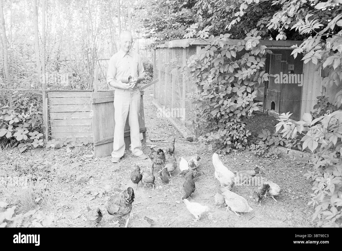 Il signor Handgraaf presso la gallina Santpoort-Zuid Animals People Santpoort-Zuid, Whizgle News, Dutch Desk, Paesi Bassi, 1950 - 2000 il 27-08-1984. L'immagine mostra questi argomenti. In un ambiente rustico all'aperto, un uomo anziano sta in piedi in modo prominente con un pollo cullato dolcemente tra le braccia. Il suo abbigliamento è composto da pantaloni di colore chiaro e da una camicia button-up, che riflettono un'estetica rurale senza tempo. Intorno a lui c'è una vivace congregazione di polli, di varie dimensioni e colori, alcuni con ricche piume marroni, mentre altri mostrano un mix di bianchi e grigi. Il terreno è un mix di sporcizia e macchie di Foto Stock