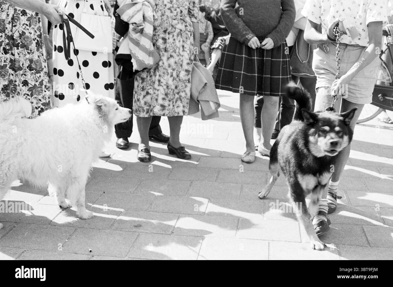 Mostra canina Weltevreden parco giochi giochi vacanze giorni vacanze campo vacanze, Whizgle News, Dutch Desk, Paesi Bassi, 1950 - 2000 il 10-08-1961. Questi argomenti vengono visualizzati nell'immagine. La scena è piena di energia e attività, catturando un momento pieno di persone e cani. In primo piano, due cani sono prominenti. Uno è un cane bianco soffice con un aspetto morbido, simile a una nuvola, fermo e apparentemente calmo. L'altro è un cane elegante e scuro che sembra vigile e un po' inquieto, il suo guinzaglio è tenuto saldamente dal suo proprietario. Intorno ai cani ci sono gruppi di persone, molte vestite con una varietà di p Foto Stock