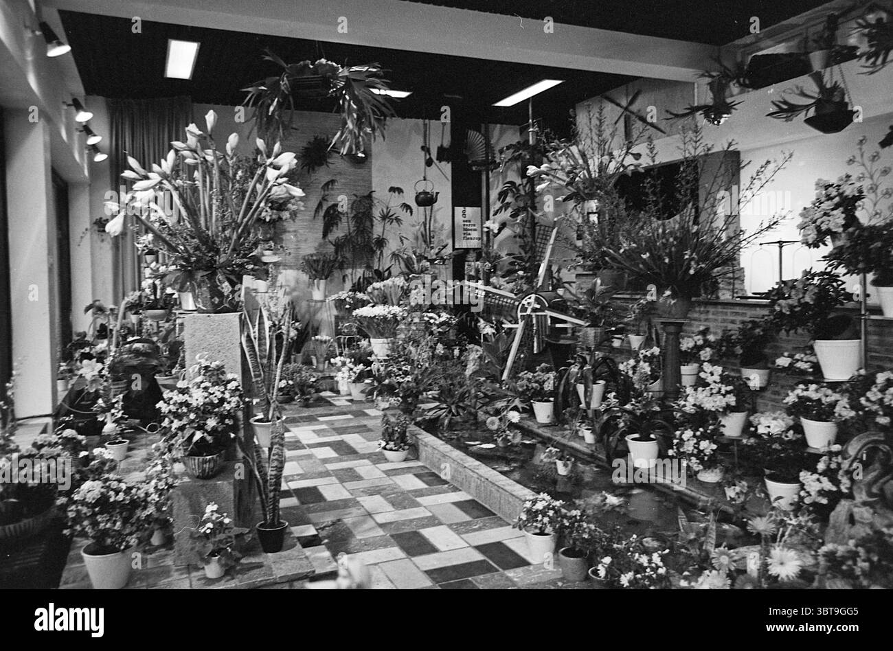 Steijn Flower warehouse Beverwijk Groenelaan Paesi Bassi, Whizgle News, Dutch Desk, Paesi Bassi, 1950 - 2000 il 28-01-1965. Questi sono gli argomenti nell'immagine. La scena presenta una vivace esposizione floreale all'interno di uno spazio interno, probabilmente una serra o un negozio di fiori. Vegetazione lussureggiante e una varietà di fiori colorati dominano lo spazio, disposti in vasi di diverse dimensioni e stili. I fiori spaziano dai fiori delicati ai grandi petali audaci, creando un ricco arazzo di colori, tra cui rosso brillante, rosa tenui, giallo solare e viola profondi. L'ambiente è pieno di numerose piante, s Foto Stock