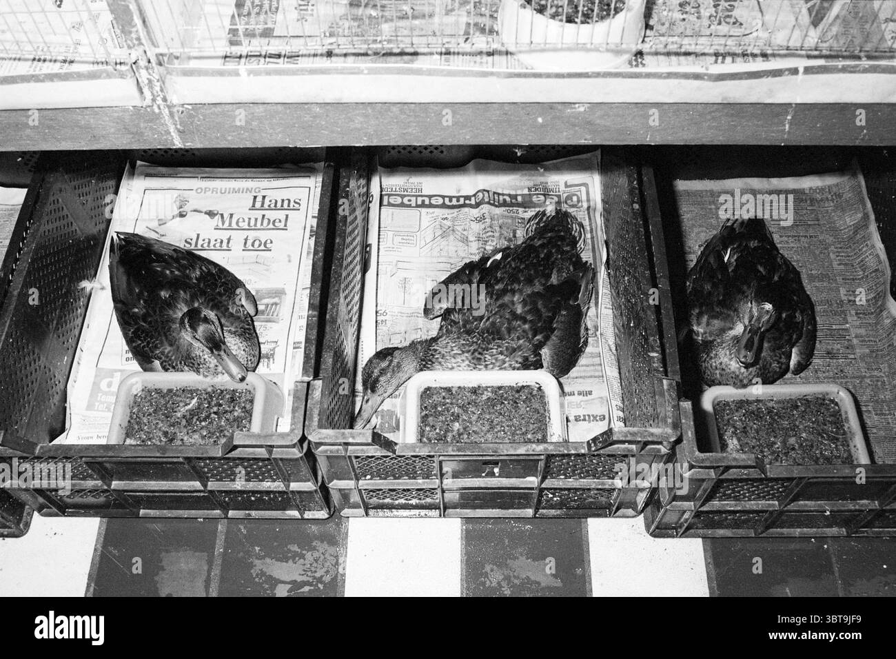 Botulismo in anatre uccelli, Whizgle News, Dutch Desk, Paesi Bassi, 1950 - 2000 il 04-08-1982. Questi argomenti vengono visualizzati nell'immagine. In un ambiente interno scarsamente illuminato, tre anatre sono annidate da vicino, ciascuna posizionata nelle rispettive casse. Queste casse sono rivestite da giornali sgualciti, che conferiscono un aspetto rustico, mentre il terreno sottostante presenta piastrelle in bianco e nero che aggiungono un contrasto grafico alla scena. Le anatre, con le loro piume scure leggermente arricciate, si concentrano sulle loro ciotole, che contengono un mix di cibo, forse grani o pellet. Le texture delle loro piume catturano Foto Stock