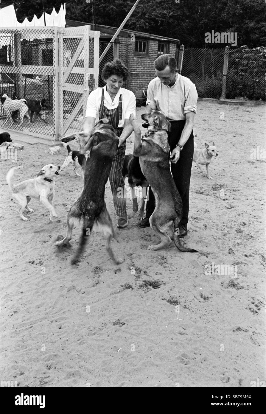 Cani nel rifugio IJmuiden con amministratori animali, Whizgle News, Dutch Desk, Paesi Bassi, 1950 - 2000 il 18-07-1962. L'immagine mostra questi argomenti. In un ambiente sabbioso all'aperto, due persone sono fidanzate con un gruppo di cani. Una persona, una donna, indossa una tuta bianca e nera e sembra interagire con gli animali, mentre l'altra, un uomo con una camicia leggera, sta scherzando con i cani. I cani, di varie razze, sono entusiasti, alcuni saltano con le gambe anteriori sollevate, chiaramente desiderosi di attenzione. Intorno a loro ci sono altri cani sparsi acr Foto Stock