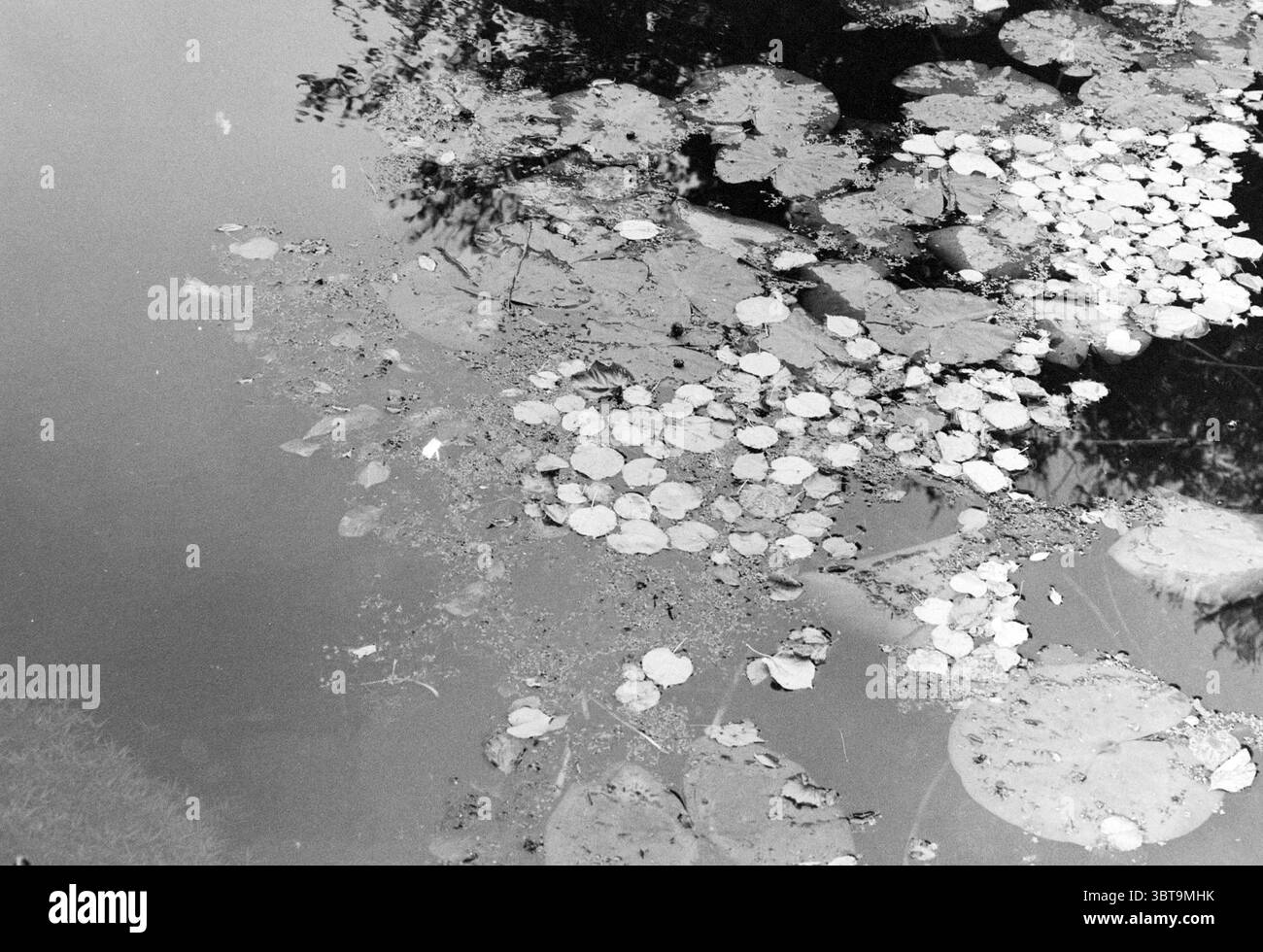 Funghi Elswout Elswout The orangerie Autumn, Whizgle News, Dutch Desk, Paesi Bassi, 1950 - 2000 il 12-10-1989. Questi sono gli elementi dell'immagine. La scena presenta un tranquillo corpo d'acqua, con la superficie che riflette un'atmosfera calma e silenziosa. In prima linea, ci sono numerosi tappetini sparsi sulla superficie dell'acqua, con forme circolari di varie dimensioni. Gli elettrodi sono di colore verde chiaro e morbido, intervallati da aree più scure in cui l'acqua è leggermente ombreggiata. L'acqua stessa appare immobile, con una qualità quasi speculare, consentendo di catturare l'ambiente circostante A. Foto Stock
