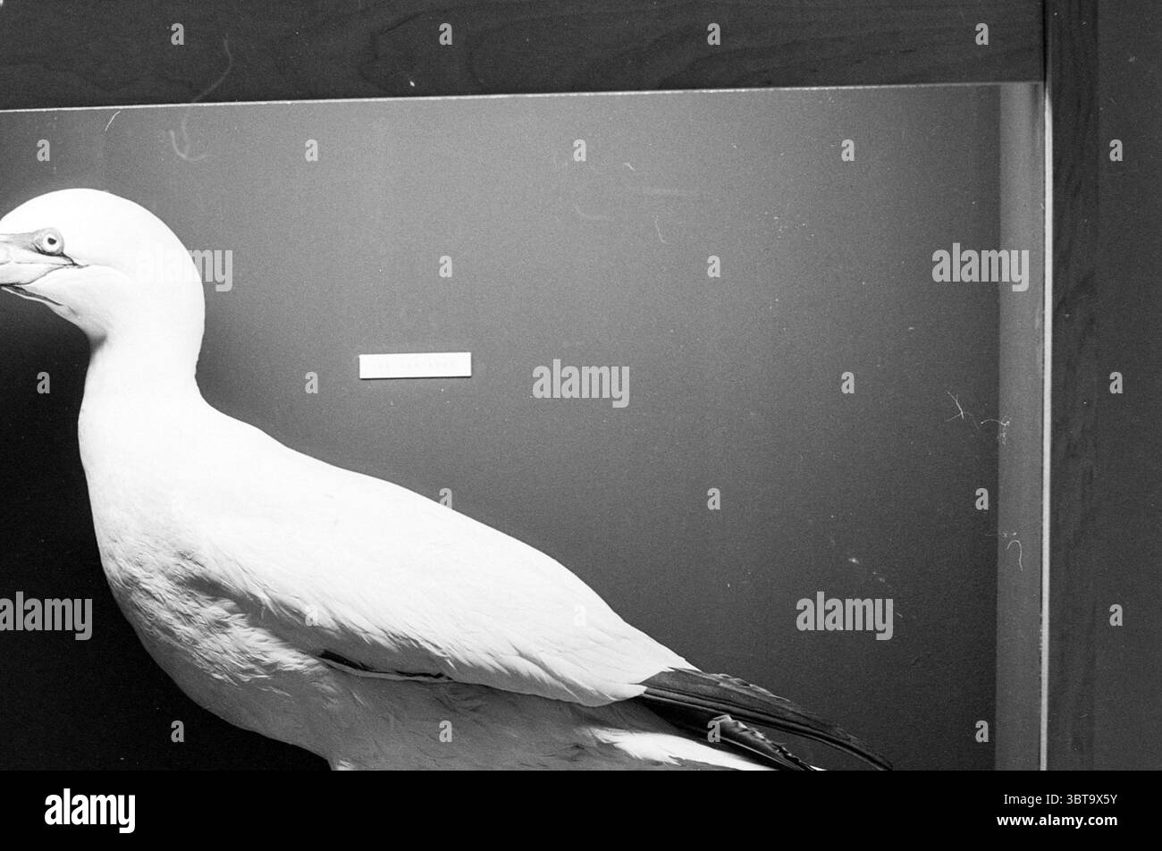 Mostra Animal in color Exhibitions, Whizgle News, Dutch Desk, Paesi Bassi, 1950 - 2000 il 07-11-1978. Questi sono gli argomenti nell'immagine. La scena presenta un uccello montato, ben visibile su uno sfondo scuro che ne migliora l'aspetto. L'uccello è prevalentemente bianco e presenta piume lisce che riflettono sottili variazioni di luce. La testa è leggermente girata, rivelando un collo elegante e allungato e un becco appuntito che suggerisce la sua natura predatoria. Il contrasto tra il piumaggio luminoso dell'uccello e i toni profondi e silenziosi dello sfondo crea un senso di Foto Stock