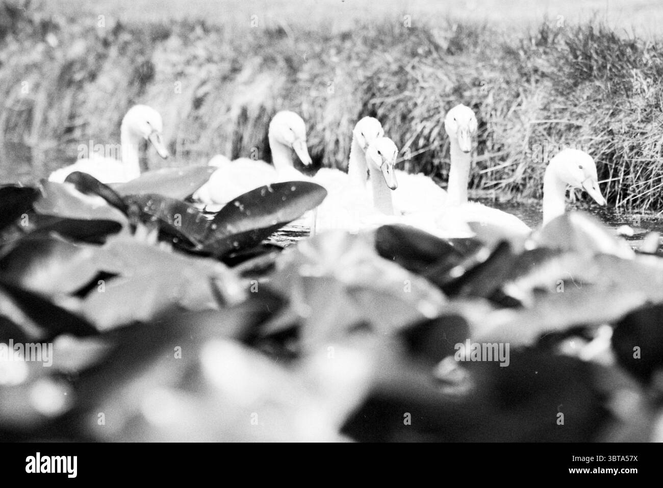 Swan con otto giovani Brouwersvaart, Whizgle News, Dutch Desk, Paesi Bassi, 1950 - 2000 il 07-07-1992. L'immagine mostra questi argomenti. La scena presenta un tranquillo corso d'acqua dove diversi cigni graziosi scivolano delicatamente sulla superficie. Le loro immacolate piume bianche si distinguono nettamente contro le scure e lussureggianti ninfee verdi che galleggiano nelle vicinanze, creando un contrasto sorprendente. I cigni sono allineati in una formazione leggermente curva, con i loro lunghi colli elegantemente arcuati, e le loro teste rivolte l'una verso l'altra come se si trattasse di una conversazione tranquilla. Lo sfondo è una morbida sfocatura di erba e fogliame, h Foto Stock
