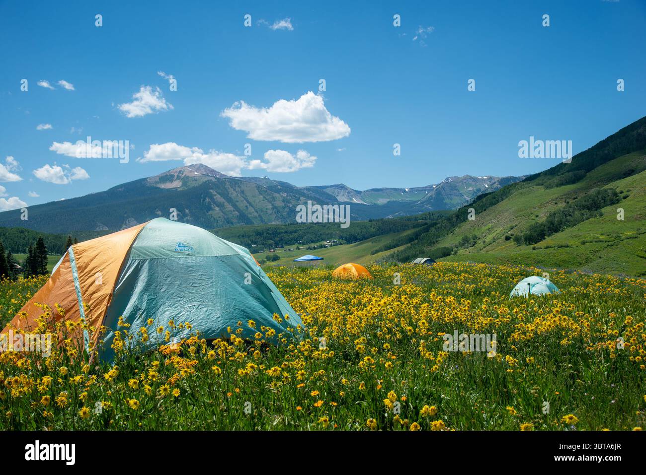 Passeggiata libera nei siti delle tende tra i fiori selvatici sopra Crested Butte. Elk Mountains, Colorado. Foto Stock