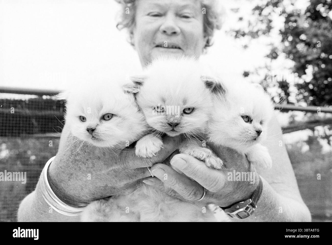 Sig.ra Rijkeboer con gatti e barboncini B'wijk Animals, Whizgle News, Dutch Desk, Paesi Bassi, 1950 - 2000 il 19-07-1978. Questi sono gli argomenti nell'immagine. In un ambiente esterno con luce soffusa, una persona con capelli ricci sta ben in piedi, diffondendo di gioia. La pelle del soggetto è leale e il suo sorriso irradia calore, creando un'impressione accogliente. Tengono tre gattini soffici vicino al petto, ognuno dei quali mostra un delicato rivestimento di pelliccia bianca con lievi sfumature di colore sul viso e sulle orecchie. I gattini mostrano espressioni diverse: Uno guarda curiosamente, mentre un altro sembra leggermente più rilassato Foto Stock Sig.ra Rijkeboer con gatti e barboncini B'wijk Animals, Whizgle News, Dutch Desk, Paesi Bassi, 1950 - 2000 il 19-07-1978. Questi sono gli argomenti nell'immagine. In un ambiente esterno con luce soffusa, una persona con capelli ricci sta ben in piedi, diffondendo di gioia. La pelle del soggetto è leale e il suo sorriso irradia calore, creando un'impressione accogliente. Tengono tre gattini soffici vicino al petto, ognuno dei quali mostra un delicato rivestimento di pelliccia bianca con lievi sfumature di colore sul viso e sulle orecchie. I gattini mostrano espressioni diverse: Uno guarda curiosamente, mentre un altro sembra leggermente più rilassato Foto Stock