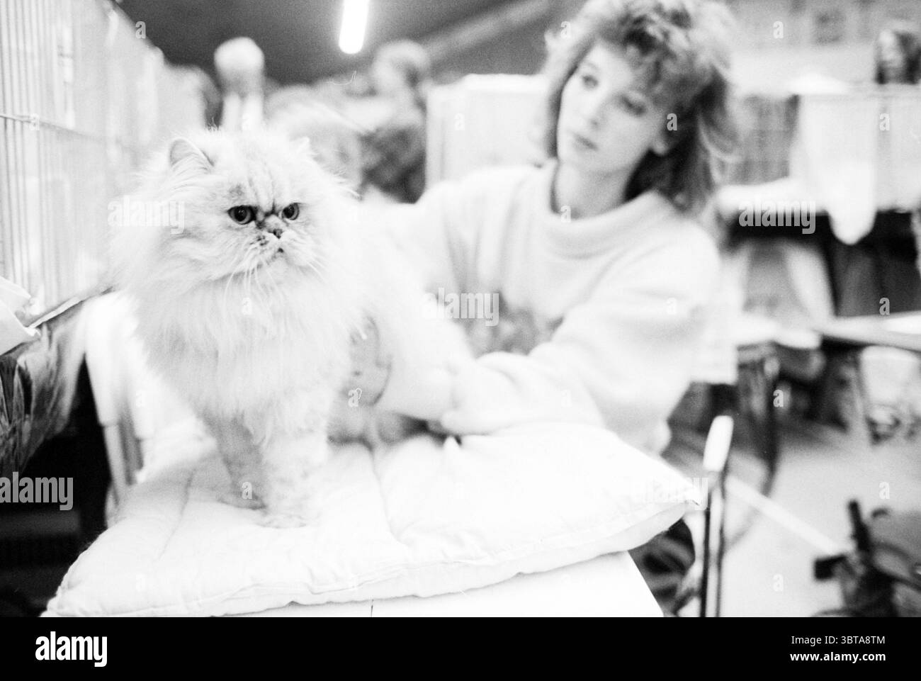 Cat show Beverwijk Cats Beverwijk Paesi Bassi, Whizgle News, Dutch Desk, Paesi Bassi, 1950 - 2000 il 29-11-1987. Questi sono gli elementi dell'immagine. La scena è ambientata in un'ampia area interna, probabilmente un evento di cura del corpo o di presentazione per i gatti. L'atmosfera e' vivace ma un po' tranquilla, piena di un senso di attesa. In primo piano, un gatto persiano bianco soffice siede in modo prominente su una superficie morbida e imbottita. La sua pelliccia lunga e lussuosa è una miscela di crema e bianco, accentuata da una caratteristica faccia arrotondata caratterizzata da sorprendenti elementi scuri e occhi piercing che guardano intensamente davanti. T Foto Stock Cat show Beverwijk Cats Beverwijk Paesi Bassi, Whizgle News, Dutch Desk, Paesi Bassi, 1950 - 2000 il 29-11-1987. Questi sono gli elementi dell'immagine. La scena è ambientata in un'ampia area interna, probabilmente un evento di cura del corpo o di presentazione per i gatti. L'atmosfera e' vivace ma un po' tranquilla, piena di un senso di attesa. In primo piano, un gatto persiano bianco soffice siede in modo prominente su una superficie morbida e imbottita. La sua pelliccia lunga e lussuosa è una miscela di crema e bianco, accentuata da una caratteristica faccia arrotondata caratterizzata da sorprendenti elementi scuri e occhi piercing che guardano intensamente davanti. T Foto Stock