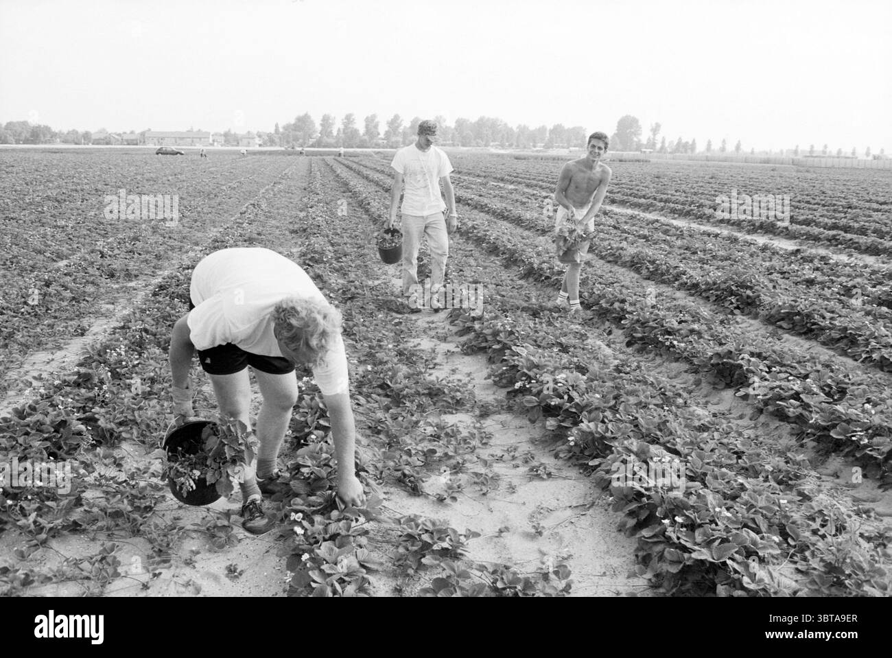 Lavoratori stagionali Vijfhuizen Vijfhuizen, Whizgle News, Dutch Desk, Paesi Bassi, 1950 - 2000 il 19-07-1992. Questi argomenti sono mostrati nell'immagine. La scena cattura un paesaggio rurale caratterizzato da file di lussureggianti piante di fragole verdi che si estendono in lontananza. L'ambientazione sembra essere una giornata di sole, con una luce soffusa e diffusa che illumina la scena, creando un senso di calore e apertura. In primo piano, tre individui sono impegnati nel compito di raccogliere fragole. Una persona, piegata in basso, sta succhiando con cura i frutti di bosco e i suoi capelli catturano la luce del sole. Indossano un light-c Foto Stock