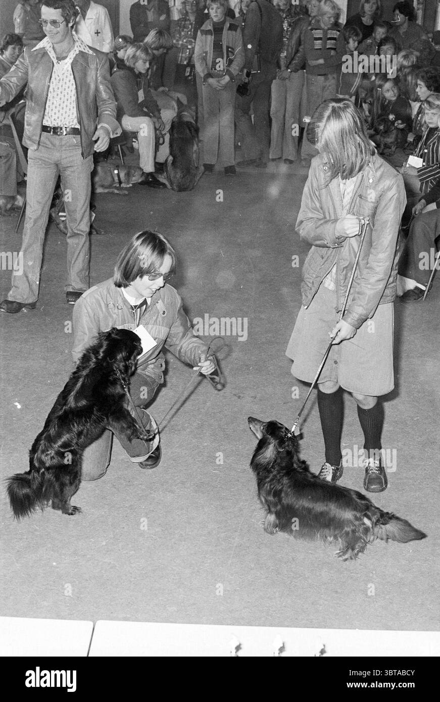 Giornata Mondiale degli animali B'wijk Animals, Whizgle News, Dutch Desk, Paesi Bassi, 1950 - 2000 il 02-10-1976. Questi sono gli elementi dell'immagine. La scena è ambientata in un ampio locale al coperto, probabilmente per una mostra canina o una gara. Il pavimento sembra essere una superficie lucida che riflette parte della luce ambientale. In primo piano, due individui stanno interagendo con i loro cani. A sinistra, una persona si inginocchia accanto a un cane, che sta in piedi sulle zampe posteriori, mostrandolo ai giudici. Questo capo è vestito con un abbigliamento casual, indossa una camicia a motivi geometrici e pantaloni scuri, mostrando un espresso mirato Foto Stock