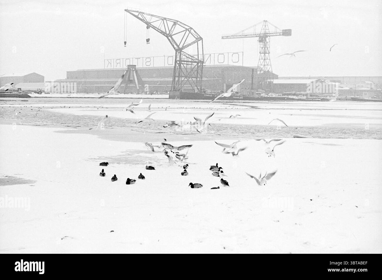 Uccelli e anatre cercano cibo in inverno., Whizgle News, Dutch Desk, Paesi Bassi, 1950 - 2000. Questi sono gli argomenti nell'immagine. La scena si snoda in un paesaggio innevato e ventoso caratterizzato da una morbida e tenue tavolozza di bianchi e grigi. Una coperta di neve fresca copre il terreno, creando una tela serena e allo stesso tempo aspra. In primo piano, un gruppo di anatre poggia sulla neve, le loro sagome scure contrastano nettamente con la luminosa distesa bianca. Sopra di loro, i gabbiani si trovano a metà volo, con ali allungate, mentre navigano con grazia nell'aria fredda, aggiungendo un elemento dinamico alla o Foto Stock