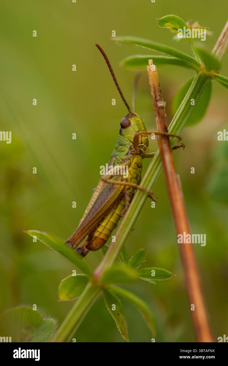 Grasshopper seduto sullo stelo con texture visibile, immagine di insetti macro in ambiente naturale, isolato con bokeh verde Foto Stock