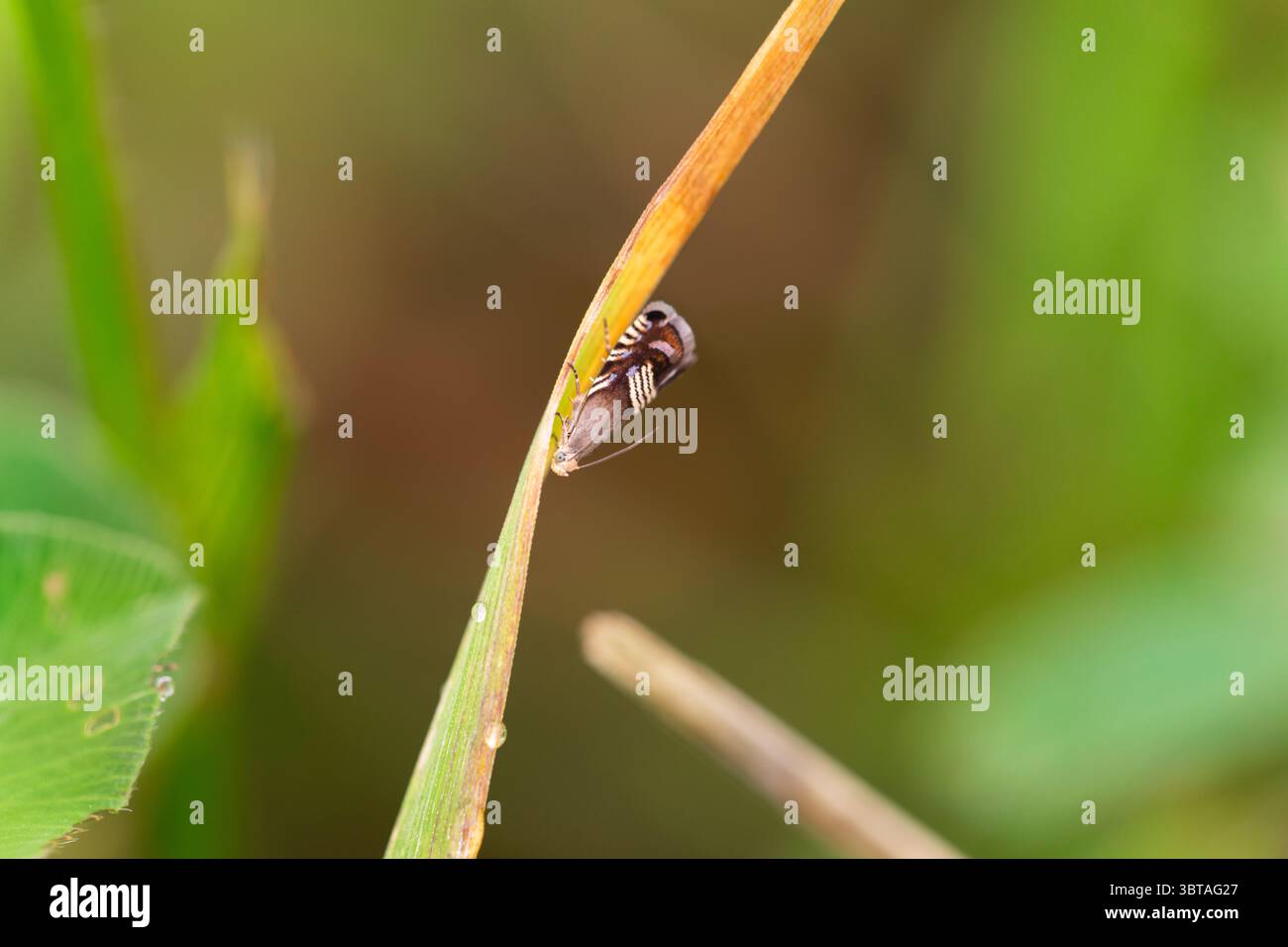 Piccolo micro falena a righe arroccato su una lama di erba asciutta, vista dettagliata con sfondo verde sfocato nella fotografia macro naturalistica Foto Stock