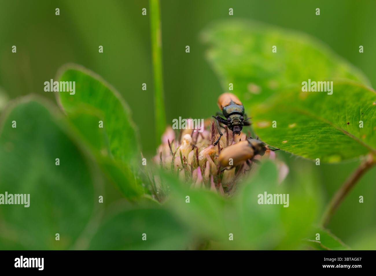 Primo piano di coleotteri che si nutrono di un fiore selvatico rosa tra i rigogliosi foli verdi in un campo estivo Foto Stock