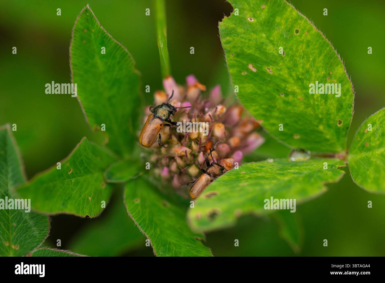 Macro shot di insetti su fiori selvatici rosa con sfondo verde brillante, habitat naturale estivo Foto Stock