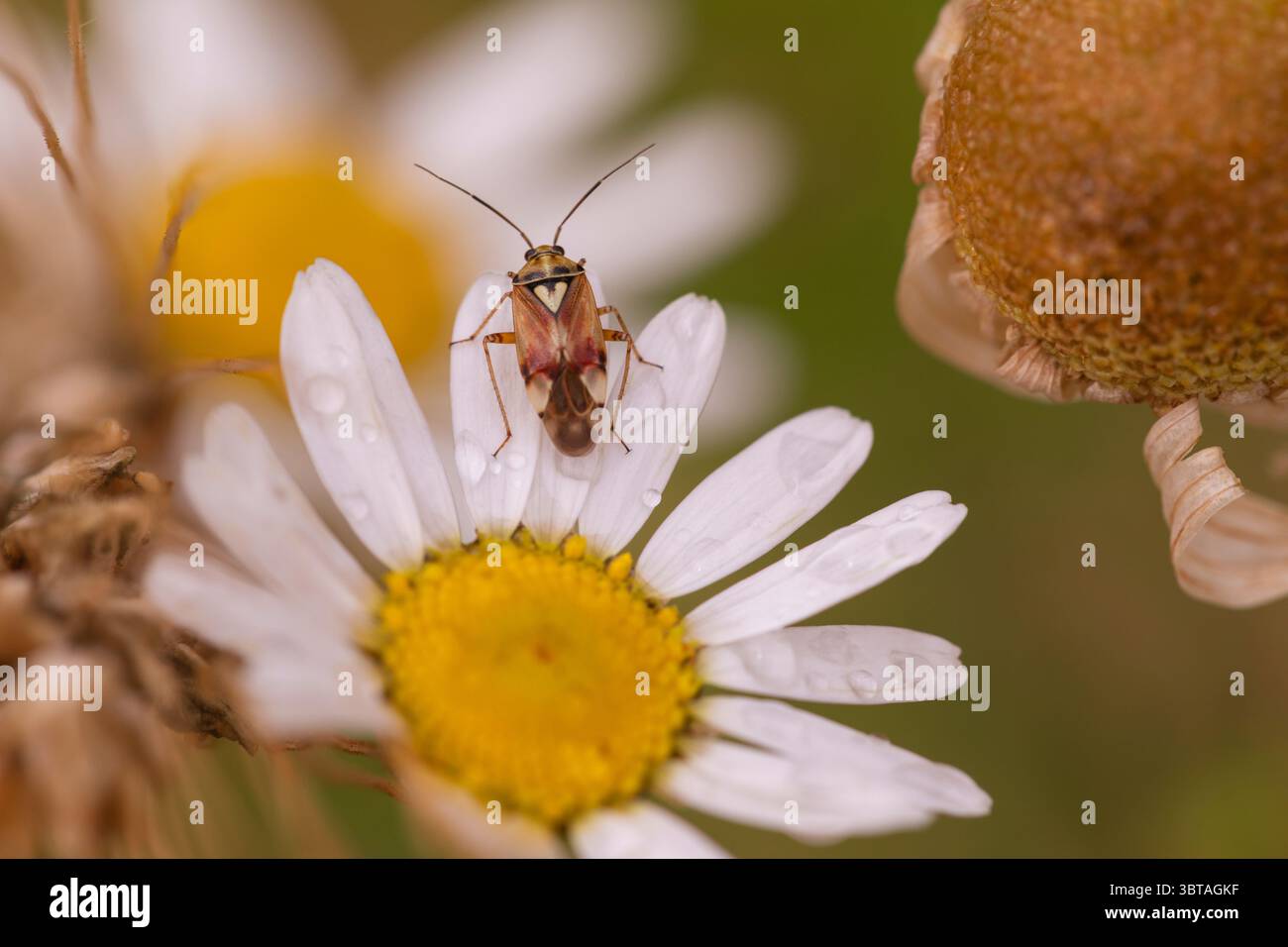 Primo piano di un insetto Miridae arroccato su petali di margherita bianchi, che mostrano colori vivaci e texture dettagliate in una scena macro-naturale Foto Stock
