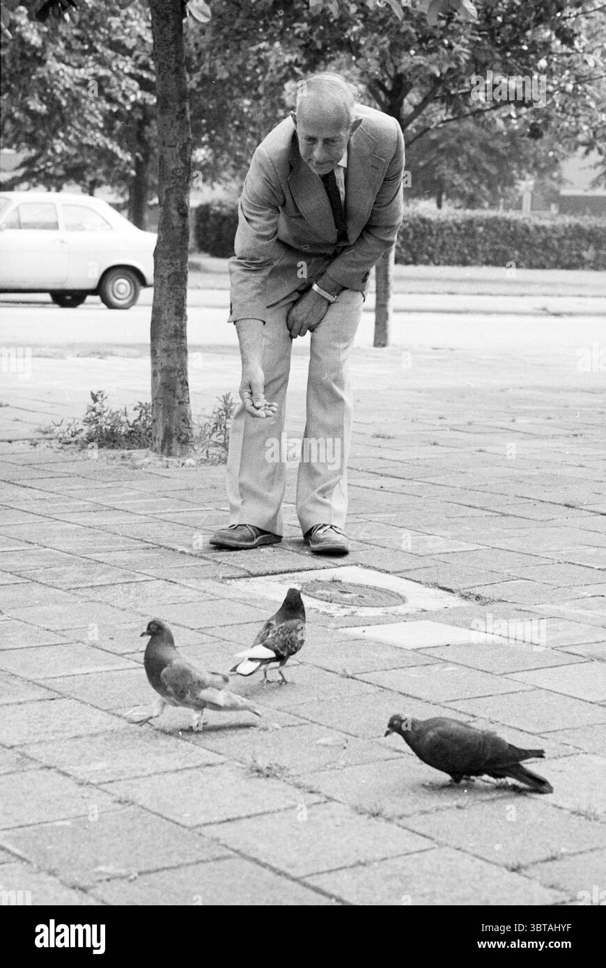 Pigeon Catcher mr. Hanegraaf Pigeons Persons, Whizgle News, Dutch Desk, Paesi Bassi, 1950 - 2000 il 29-07-1981. Questi sono gli argomenti nell'immagine. In un ambiente urbano tranquillo, un uomo di mezza età si piega in avanti, estendendo il braccio mentre gestiva verso alcuni piccioni che stanno picchiando a terra. L'uomo è vestito con un abito grigio chiaro, completo di cravatta coordinata, che trasuda un senso di calore e delicatezza. La sua espressione è concentrata ma amichevole, suggerendo una serena interazione con gli uccelli. La pavimentazione intorno a lui è posata con grandi piastrelle grigie, alcune delle quali sono leggermente irregolari, aggiungendo Foto Stock