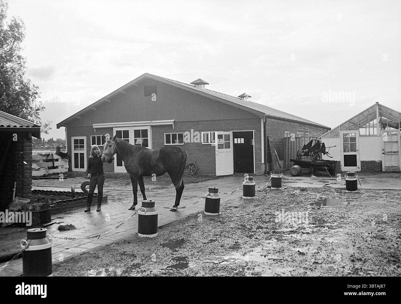 Scuola di equitazione est. Hillegom Exterior, Whizgle News, Dutch Desk, Paesi Bassi, 1950 - 2000 il 17-10-1973. Questi argomenti vengono visualizzati nell'immagine. La scena cattura un ambiente rurale, dominato da un fienile rustico costruito con mattoni marrone-rossastro, che riflette un'epoca di praticità e fascino. Il fienile è dotato di un paio di tetti a spiovente sormontati da piccoli sfiati che consentono la ventilazione. Nelle vicinanze si può vedere una serra intemprata, con i suoi pannelli di vetro che mostrano segni di età, contribuendo alla quintessenza del luogo. In primo piano, un cavallo si staglia con calma, il suo cappotto un mix di marroni e grigi, ad esempio Foto Stock