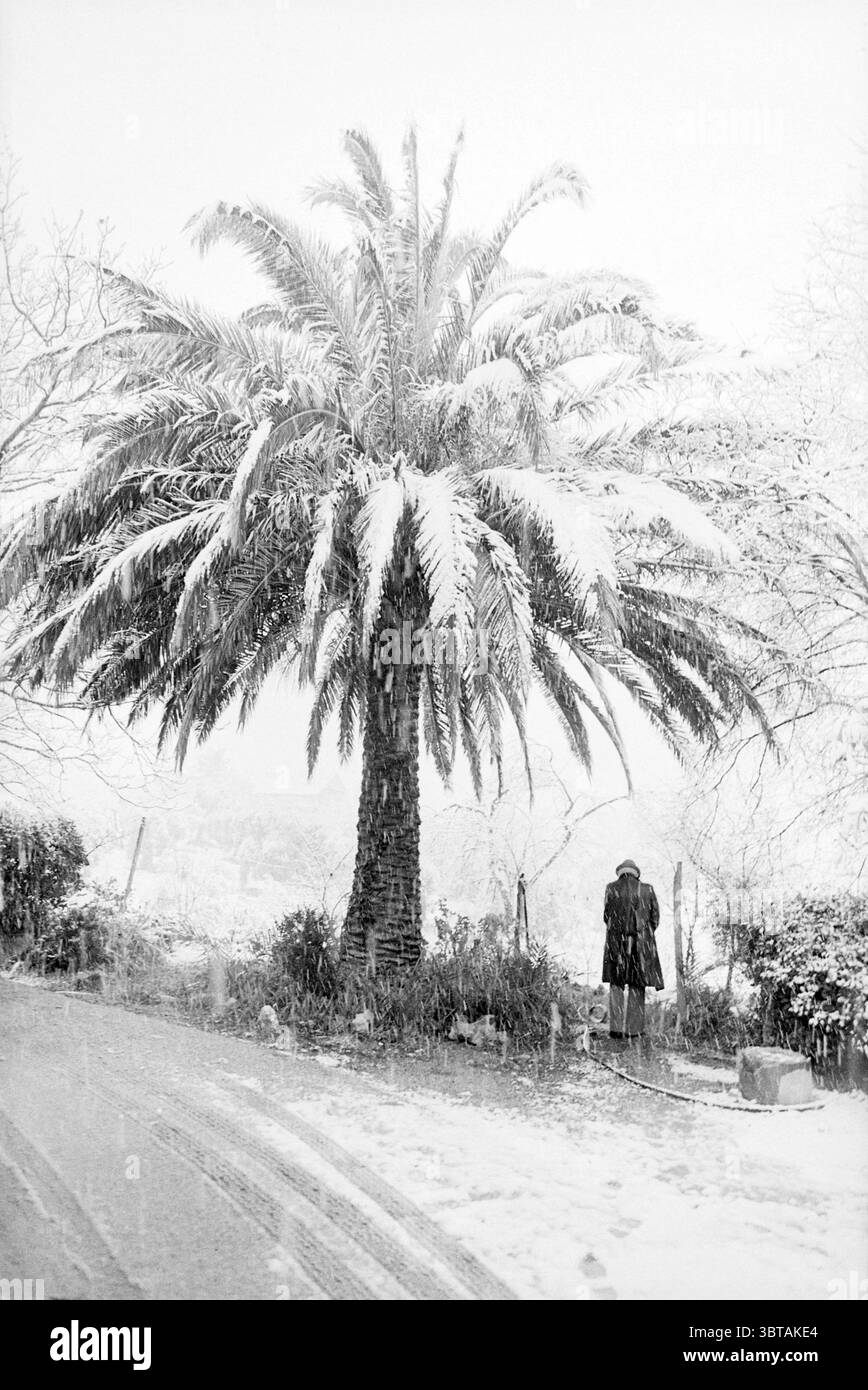 Frantoio Francia, Whizgle News, Dutch Desk, Paesi Bassi, 1950 - 2000 il 16-02-1981. Questi sono gli argomenti nell'immagine. La scena presenta un contrasto sorprendente tra la lucentezza di un'alta palma e un paesaggio innevato. La palma, con le sue ampie fronde ad arco, pesantemente cariche di neve, crea una surreale giustapposizione visiva contro la fredda e bianca coperta che copre il terreno. Il tronco del palmo è scuro e strutturato, che si distingue contro la neve brillante. In primo piano, una figura solitaria è parzialmente oscurata da vorticosi fiocchi di neve, dando un'aria di mistero. Compare la persona Foto Stock